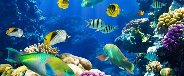 que-significa-sonar-con-pescados