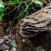 Fungus, fungi on a tree trunk in rainforest. Toadstool on tree trunk. Mushrooms in tropical rain forest. Concept of symbiotic relationships in nature. Macro shot, shallow dof, selective&nbsp;focus
