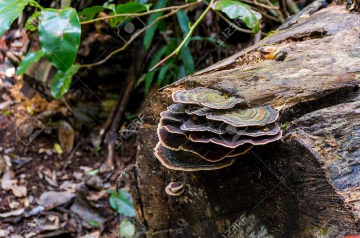 Fungus, fungi on a tree trunk in rainforest. Toadstool on tree trunk. Mushrooms in tropical rain forest. Concept of symbiotic relationships in nature. Macro shot, shallow dof, selective focus